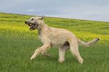 IRISH WOLFHOUND 007